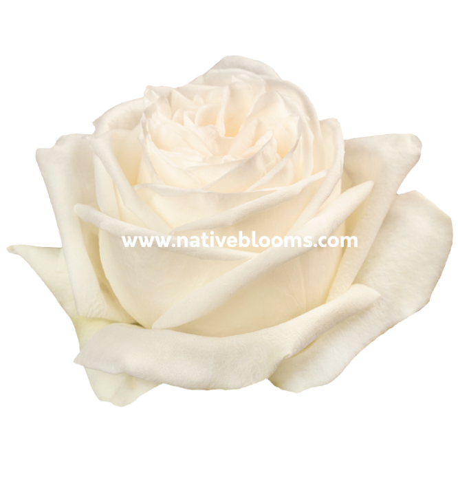 White O’Hara Roses