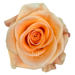 peach wave roses