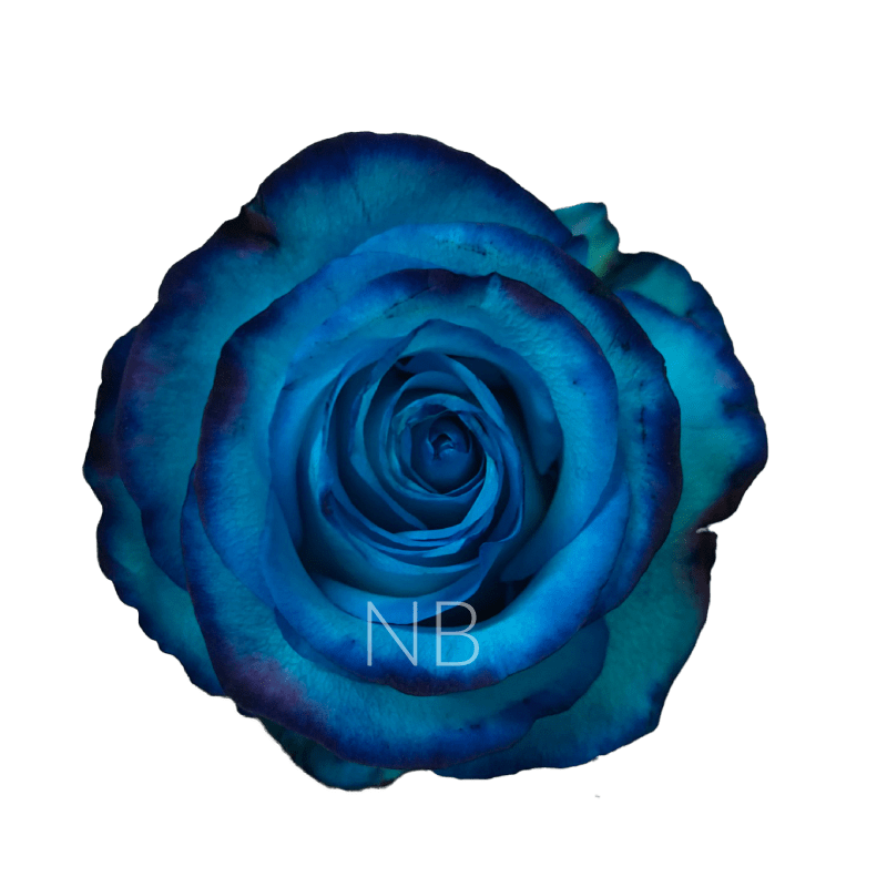 avatar light blue dyed rose
