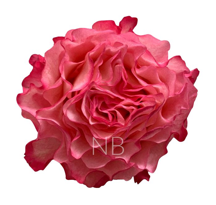 enchantment-roses