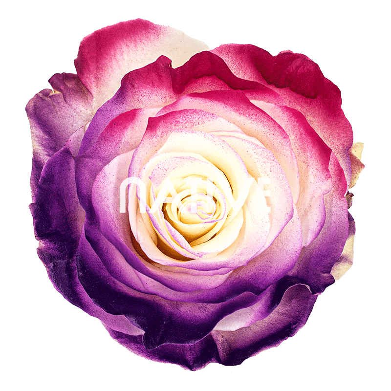 flamingo roses