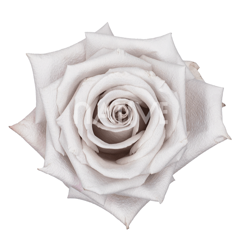 Menta Roses
