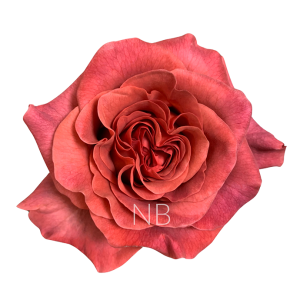 razzmatazz roses