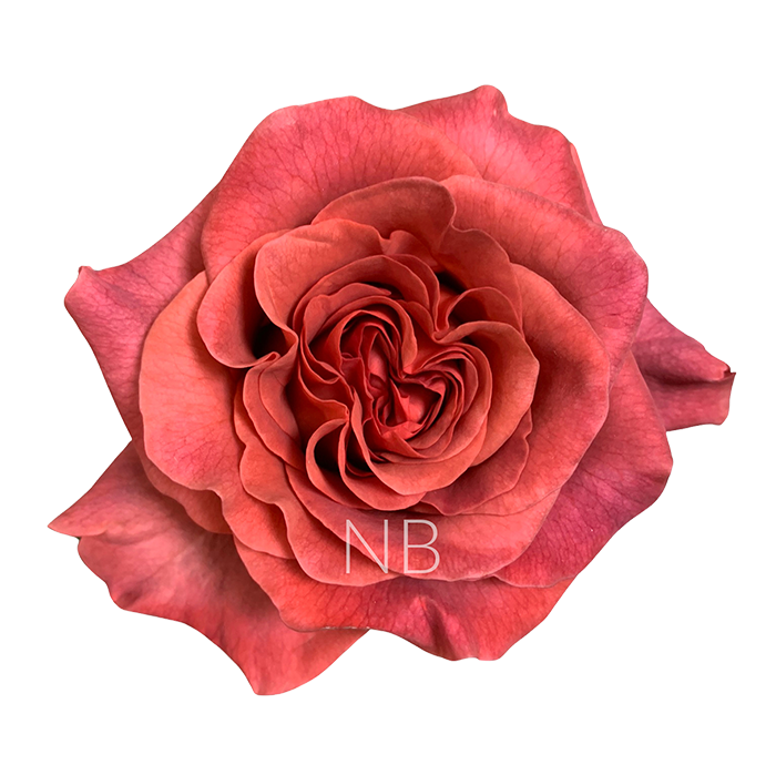 razzmatazz roses