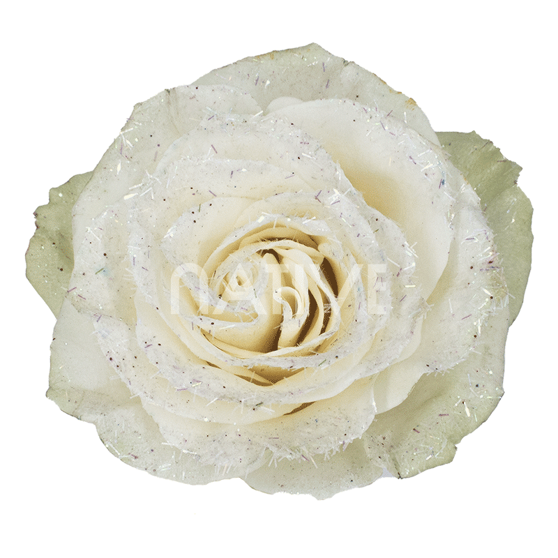 white glitter roses