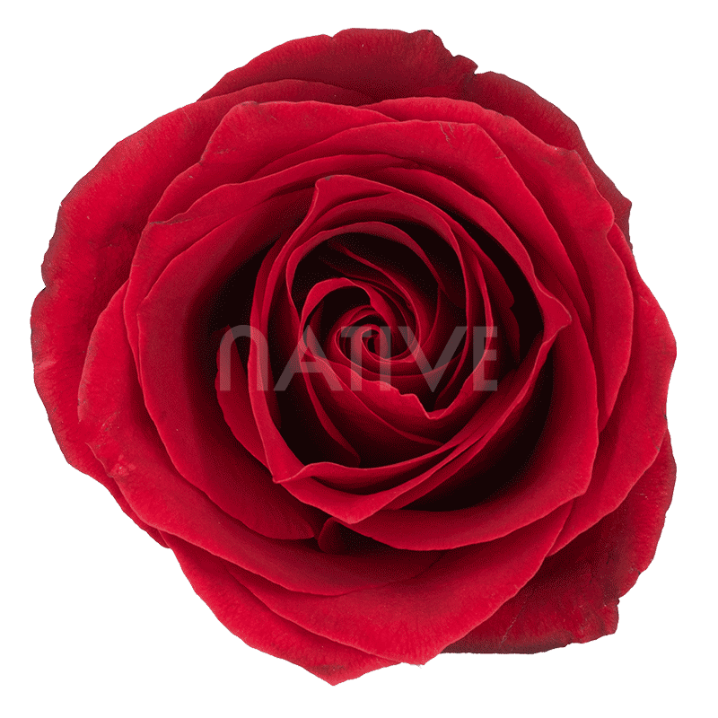 dallas-roses