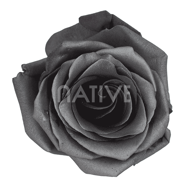 grafito tinted roses