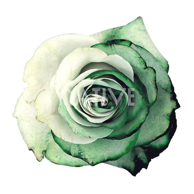 Greenduo Tinted Roses